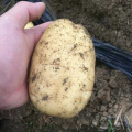 High Quality Good Tasty Fresh Potato